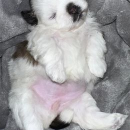 Shih Tzus from Britz Shihtz for adoption