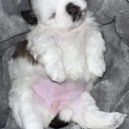 Shih Tzus from Britz Shihtz for adoption