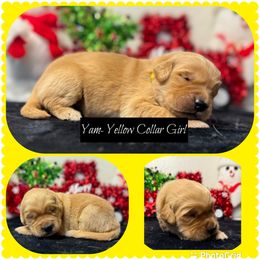 Yam - Dark golden female Golden Retriever puppy in Touchet, Washington from Northwest Rainbow Aussies and Golden Retrievers