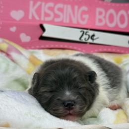 Boy 1 - Blue parti male Pomeranian puppy in Newark, Ohio from Keeperofstars Pomeranians