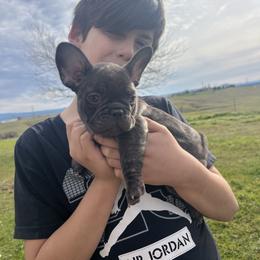 Mulberry - Brindle female French Bulldog puppy in Millville, California from Wooftown Kennels