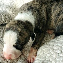 Birdie - Fawn brindle Whippet puppy in Delaware, Ohio from Unionblue Whippets