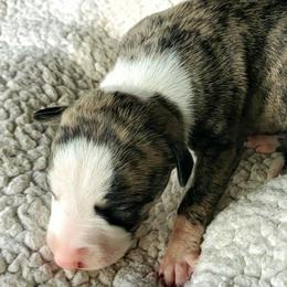 Birdie - Fawn brindle Whippet puppy in Delaware, Ohio from Unionblue Whippets