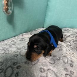 Dk blue boy - Sable male Dachshund puppy in Live Oak, Florida from The Weenie Herd Mom