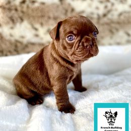 French Bulldog Puppies from The French Bulldog Company LLC