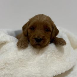 Honey - Red  female Goldendoodle puppy in Kenansville, North Carolina from J+A Family Doodles