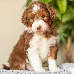 Cinnamon - Red tri-color male Aussiedoodle puppy in Tonopah, Arizona from Kae's Kennels