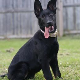 Fosca - Bi-color female German Shepherd puppy in Prospect, Connecticut from Di Massimo Canile