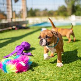 Staffordshire Bull Terrier Puppies from Vivace Staffords