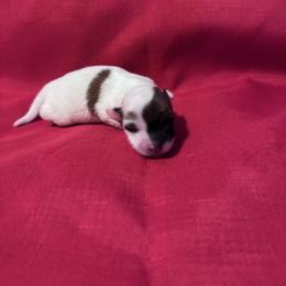 Bentli - Tri-color female Coton de Tulear puppy in Timber, Oregon from Sterling’s Sweet Cotons