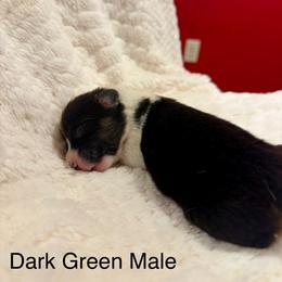 Male 4 - Black and tan male Pembroke Welsh Corgi puppy in La Porte City, Iowa from Cedar River Corgis