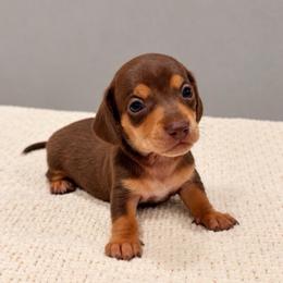 Boy 4 ckc - Chocolate and tan male Dachshund puppy in Nacogdoches, Texas from S7 Dachsunds