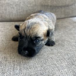 Boy 5 - Cream brindle male Cairn Terrier puppy in Pottersville, Missouri from Cairn Terriers of Heatherridge,LLC