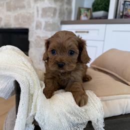 Bernedoodle, Cavapoo, Havanese, and Havapoo Puppies from Lady Paws Puppies - Cassie