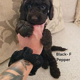 Black Collar - Black female Cockapoo puppy in Paducah, Kentucky from Cockapoos -N- Poodles of Western Kentucky