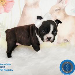 Boston Terrier Puppies from Our Gang Bostons