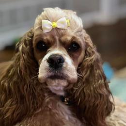 Lily - Cocker Spaniel