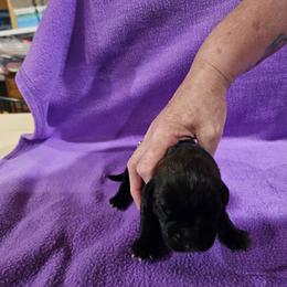 Little lady - Black brindle female Cane Corso puppy in Winchester, Virginia from Paladin's Cane Corsos