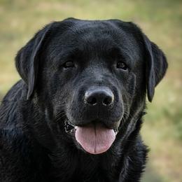 Toug - Labrador Retriever