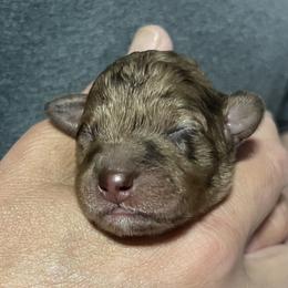 Boy 2 - Cafe au lait male Springerdoodle puppy in Sterling, Michigan from Springerdoodles In MI