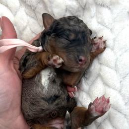 Tricolor merle female micro - Merle female Bernedoodle puppy in Crete, Illinois from Plum Valley Pups