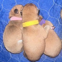 Layla - yellow collar - Red female Shiba Inu puppy in Inverness, Florida from Shore Thing Shiba’s