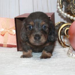 Girl 3 - Dapple female Dachshund puppy in Collins, Georgia from Liberty Longhair Dachshunds
