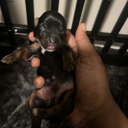 Buzz - Black and tan male Yorkshire Terrier puppy in Gastonia, North Carolina from Precious pups dynasty kennel