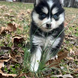 Daisy - Black and white female Pomsky puppy in Monroe, Georgia from Beastly Beauties Huskies & Pomskies