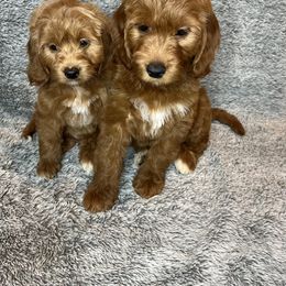 Goldendoodle Puppies from Serrano Pups