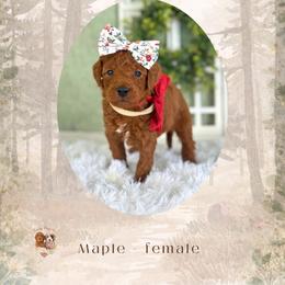 Maple - Red  female Goldendoodle puppy in Canton, Georgia from Teddy Puppies