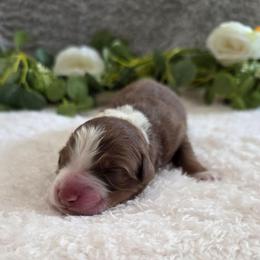 Rolo - Red tri-color male Australian Shepherd puppy in Summerville, South Carolina from Flowertown Aussies