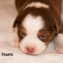 Fraser - Red tri male Miniature Australian Shepherd puppy in Blackfoot, Idaho from Bellewynd Acres