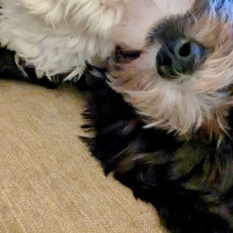 Boy 1 - Black and white Havanese puppy in Atlanta, Georgia from Endearing Havanese