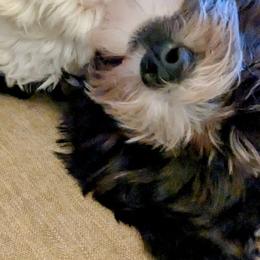 Boy 1 - Black and white Havanese puppy in Atlanta, Georgia from Endearing Havanese