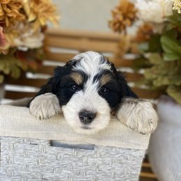 Australian Labradoodle, Bernedoodle, and Cockapoo Puppies from Dream Doodles and Cockapoos