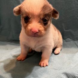 Girl 2 - Blue female Pembroke Welsh Corgi puppy in Moundville, Alabama from Cartee Corgis - Debi Cartee Mills