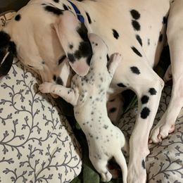 Dalmatians from Dalmatian Pandas