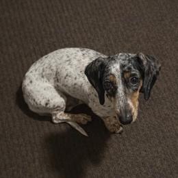 Mona - Dachshund