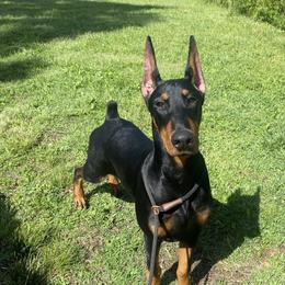 Doberman Pinscher Puppies from Marbendale’s Doberman