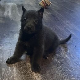 Boy 1 - Blue German Shepherd puppy in Austin, Texas from Vom Haus Roman