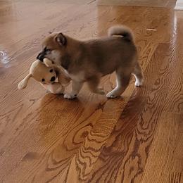 Shiba Inu Puppies from Veronika's Shiba Inus
