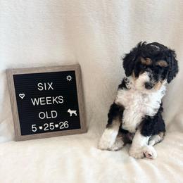 Nemo - Tri-color male Bernedoodle puppy in Sparrows Point, Maryland from Rosie’s Puppies