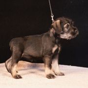 Purple - Pepper and salt female Standard Schnauzer puppy in Pismo Beach, California from Amandus Standard Schnauzers