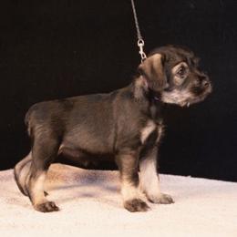 Purple - Pepper and salt female Standard Schnauzer puppy in Pismo Beach, California from Amandus Standard Schnauzers