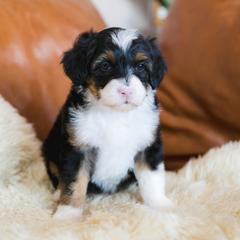 Snap - male Australian Mountain Doodle puppy in Franklin County, Missouri from Brick House Farm Doodles