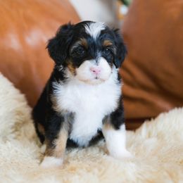 Snap - male Australian Mountain Doodle puppy in Franklin County, Missouri from Brick House Farm Doodles