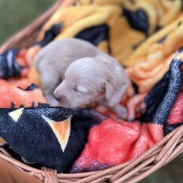 Apple - Cream female Dachshund puppy in Pontotoc, Mississippi from Toddy Kennels
