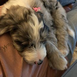 Aussiedoodle Puppies from Amour Aussiedoodles