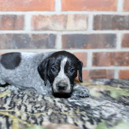 Boykin Spaniel, Dachshund, and German Shorthaired Pointer Puppies from Whiskey River Farm